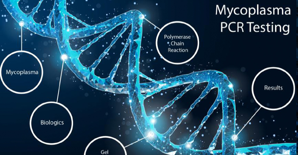 Application of a PCR Workflow for Sensitive and Specific Mycoplasma Detection in Biologics